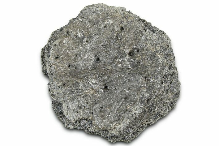 Fossil Glyptodont (Glyptotherium) Bony Armor Osteoderm - Florida #362335